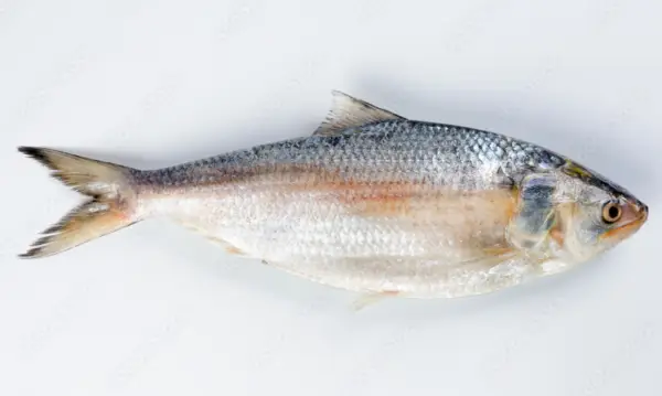 Hilsha Fish / Kg (Above 1 Kg size)